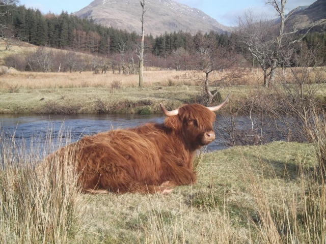 Highland coo