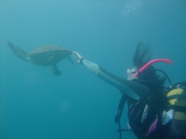  Fare amicizia con una tartaruga marina 
