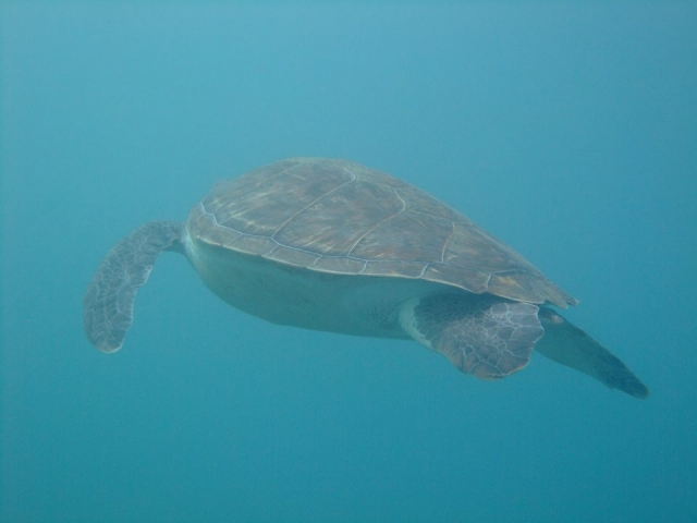  Tartaruga marina 