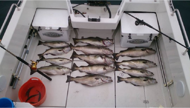  Poisson frais 