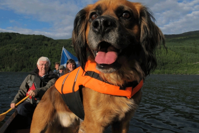 Dog leading the way