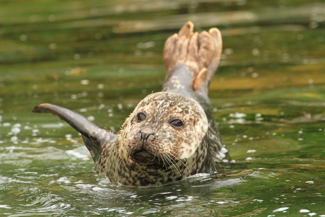 Lake seal