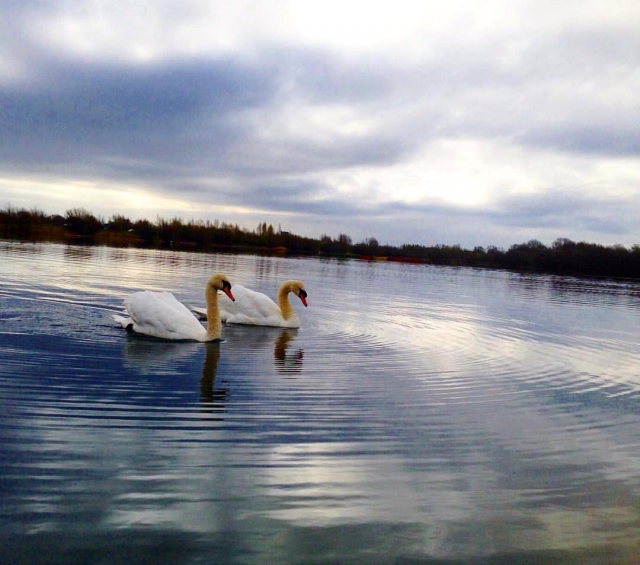  Swans