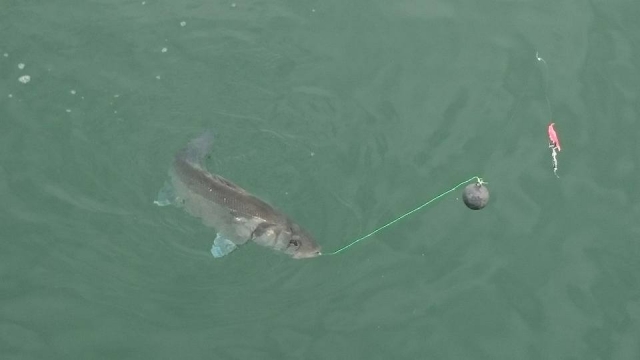 Fishing