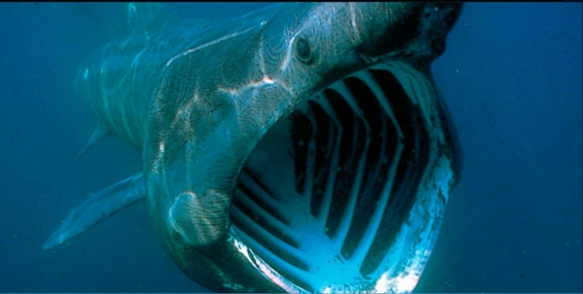  Creature incredibili 