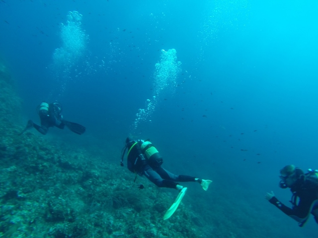 PADI Trainers
