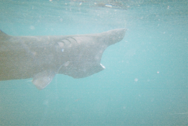  Scopri tutti gli animali che vivono sott'acqua 