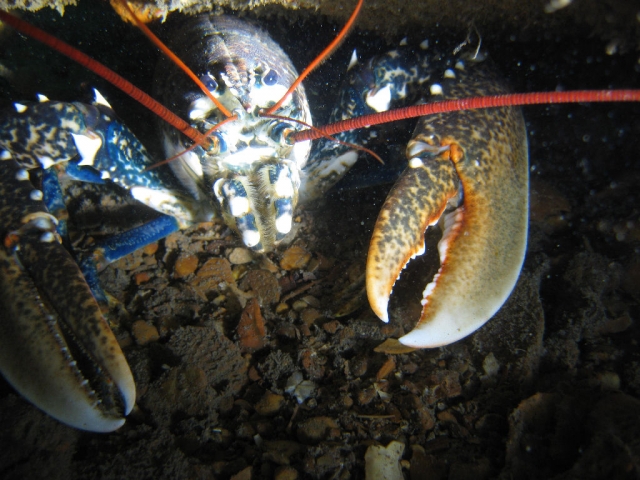  Tuffati con noi in mare