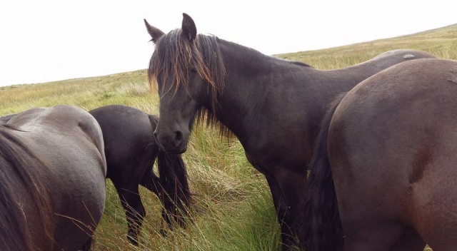 ponies