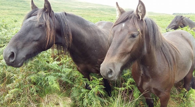 beautiful ponies