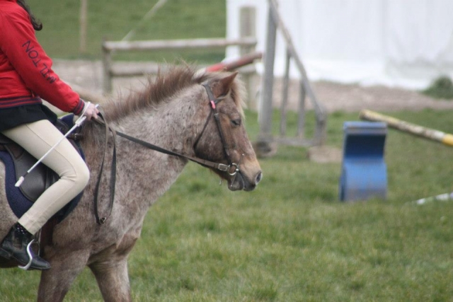  Cavalo de volta a cavalo 