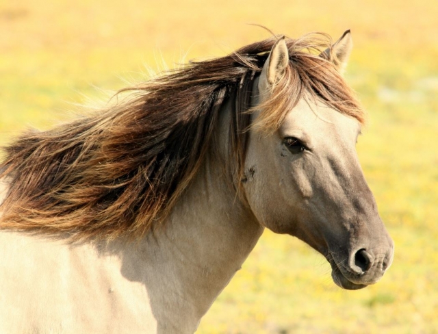  Caballo de Largas grita 