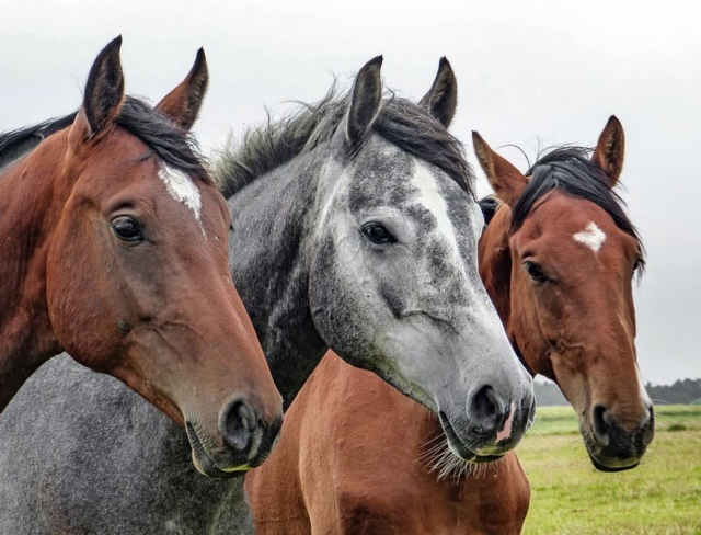  Grupo de Tres Cabaldos