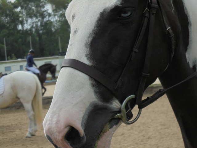 Our beautiful horses