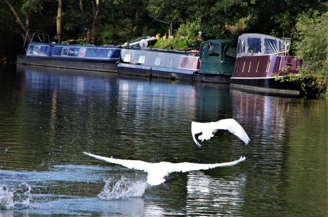 Swans taking off