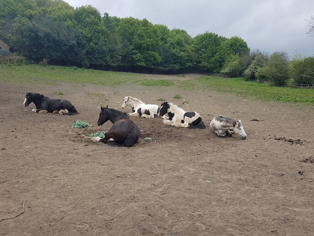Resting horses