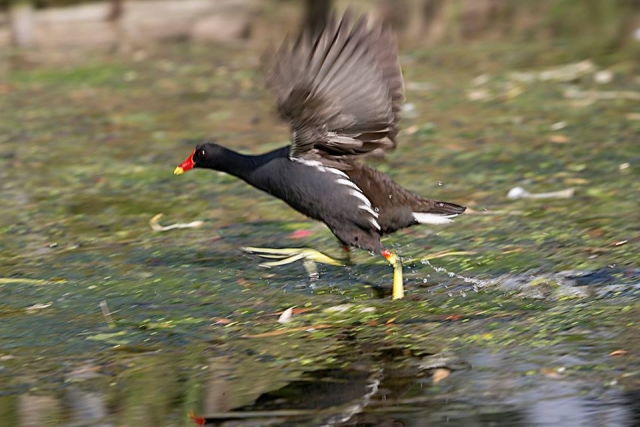 Wild bird feed available