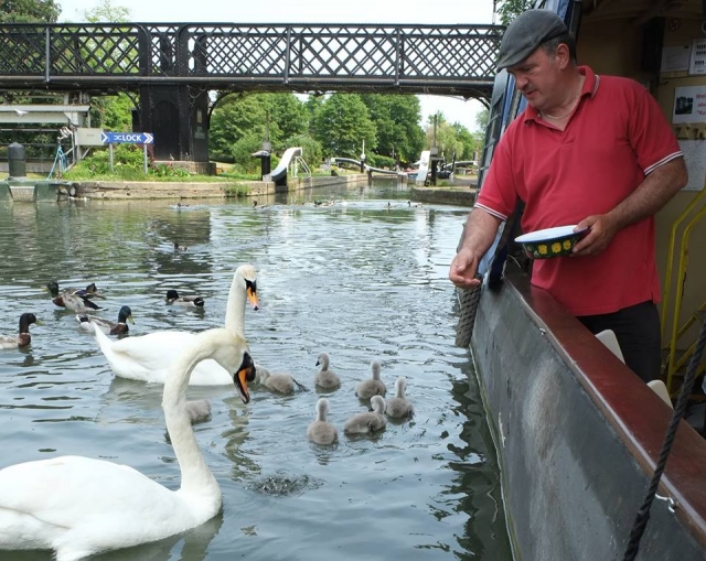Swan and Duck wild bird feed available