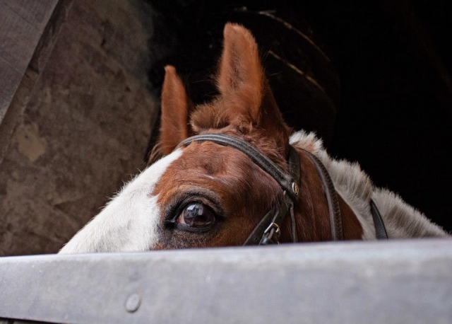  看看我们美丽的马匹！ 