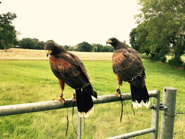 The International Centre for Birds of Prey