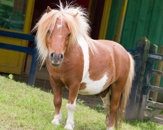 Pony Rides at Wheelgate Park Amusement Parks