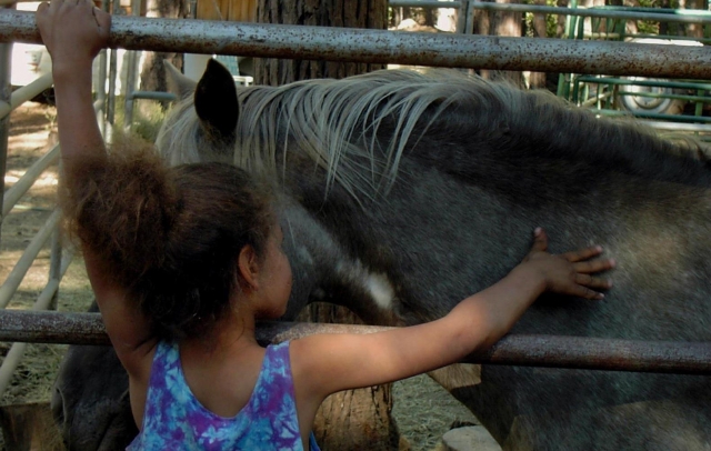 Meet our horses at Trotters World of Animals