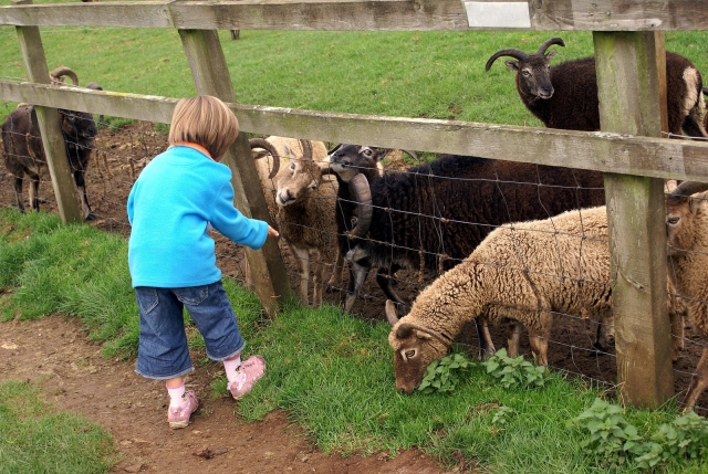 Our sheeps and goats!
