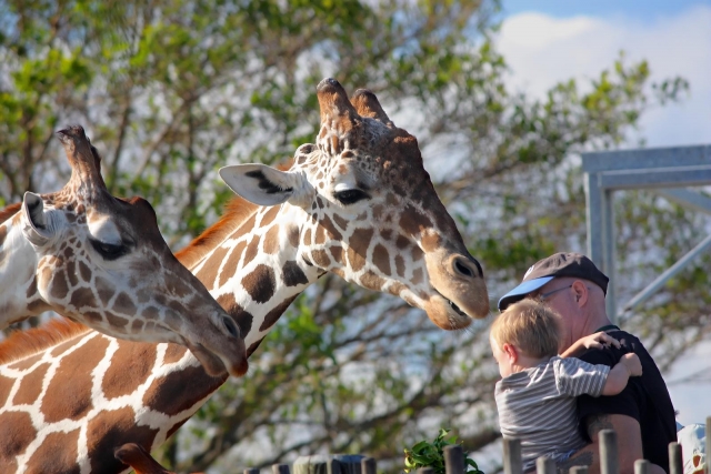 We have even giraffes!