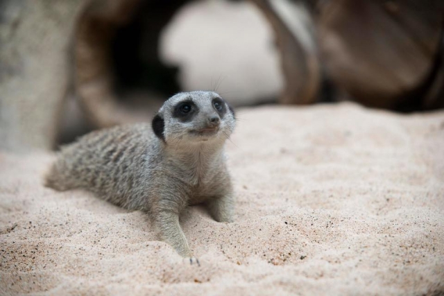 Markeets at Tropical World Leeds 