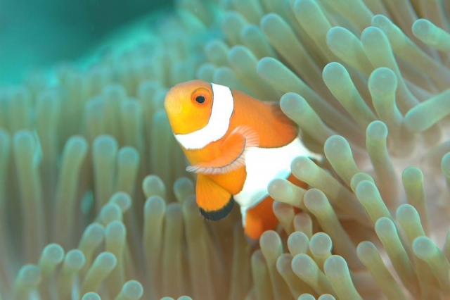 The clownfish! 
