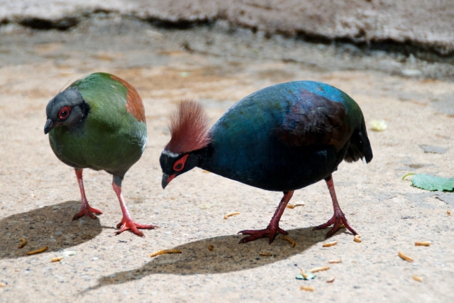 The Rainforest floor at Tropical World Leeds