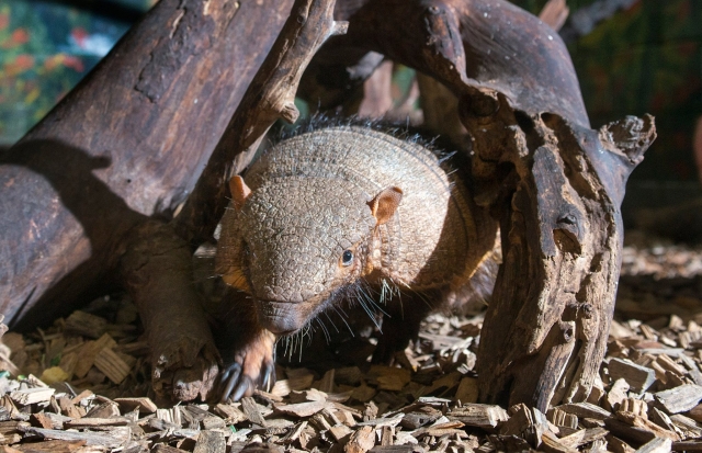 Armadillos in  Tropical World Leeds 