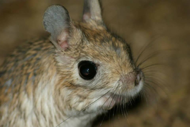 Visit the Desert of  Tropical World Leeds 