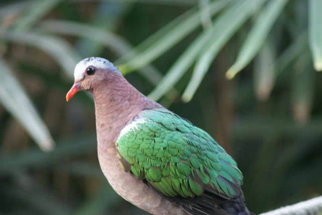 The Rainforest canopy in  Tropical World Leeds 