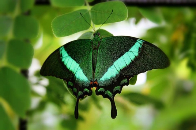 Meet the butterflies! 