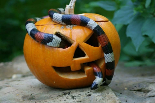 Visit the Creature corner at Tropical World Leeds 