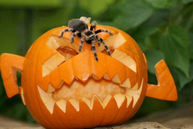 Visit the Creature corner at Tropical World Leeds 