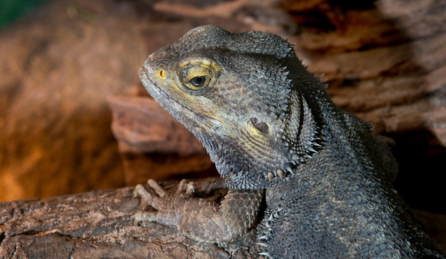 Visit the Creature corner at Tropical World Leeds 