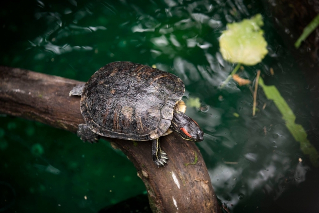 Visit the Creature corner at Tropical World Leeds 