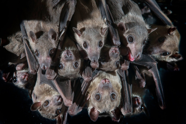 The Nocturnal facility!