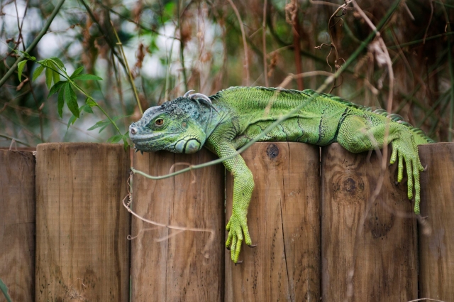 Visit the Creature corner at Tropical World Leeds 