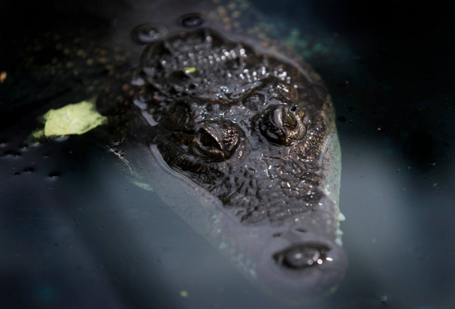 Visit the Creature corner at Tropical World Leeds 