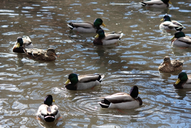  ¡Alimente para animales!