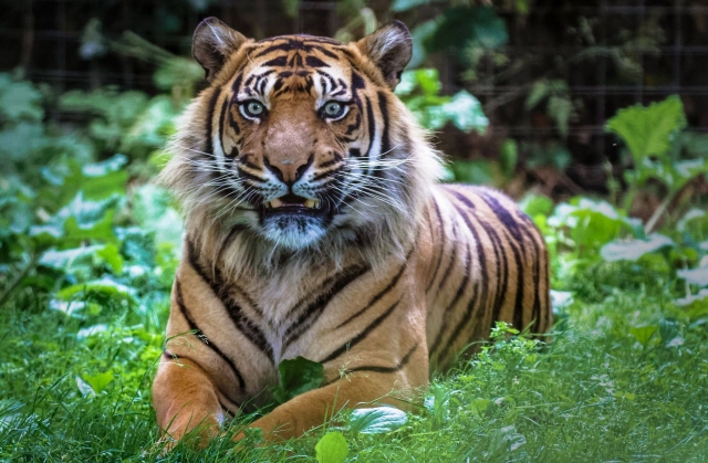 Our beautiful male Sumatran Tiger