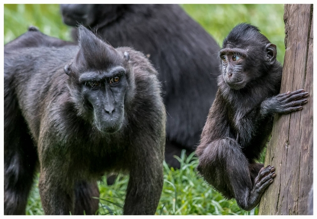 watch them in the natural habitat