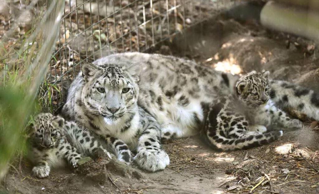 Our beautiful mum Nima!