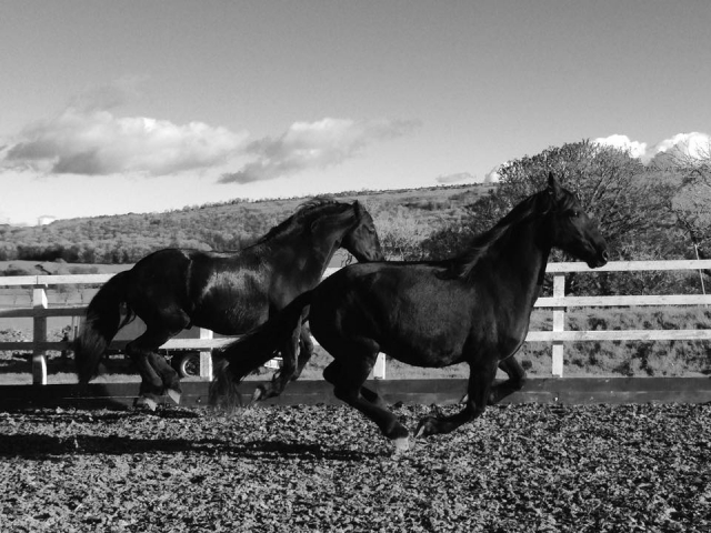  Entrenamiento en Black Horses Ltd 