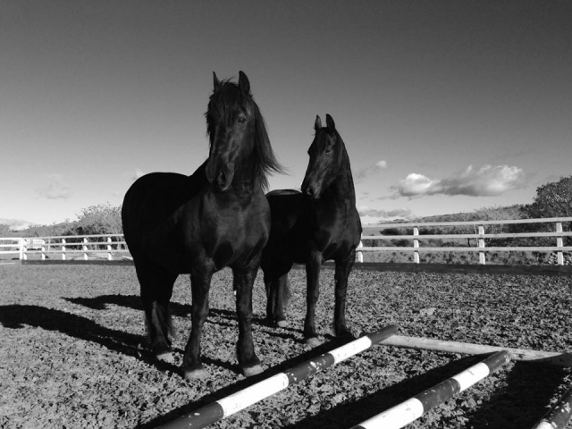  Entrenamiento en Black Horses Ltd 