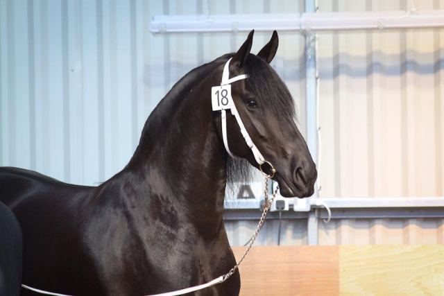  Breeding y ventas en el entrenamiento en Black Horses Ltd 