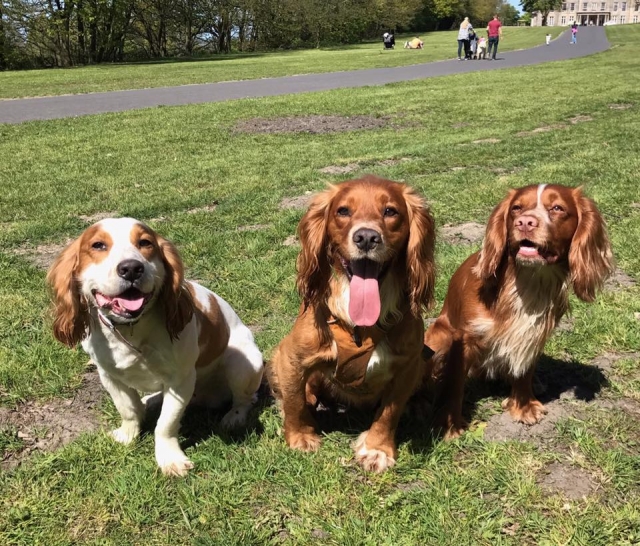  Traga todos para Haigh Woodland Park 